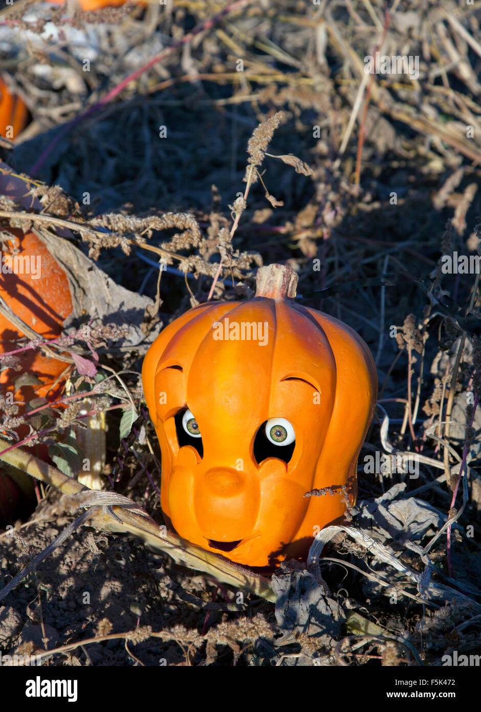 Carved Halloween pumpkin toy with realistic eyes in a farm field, 2015 ...