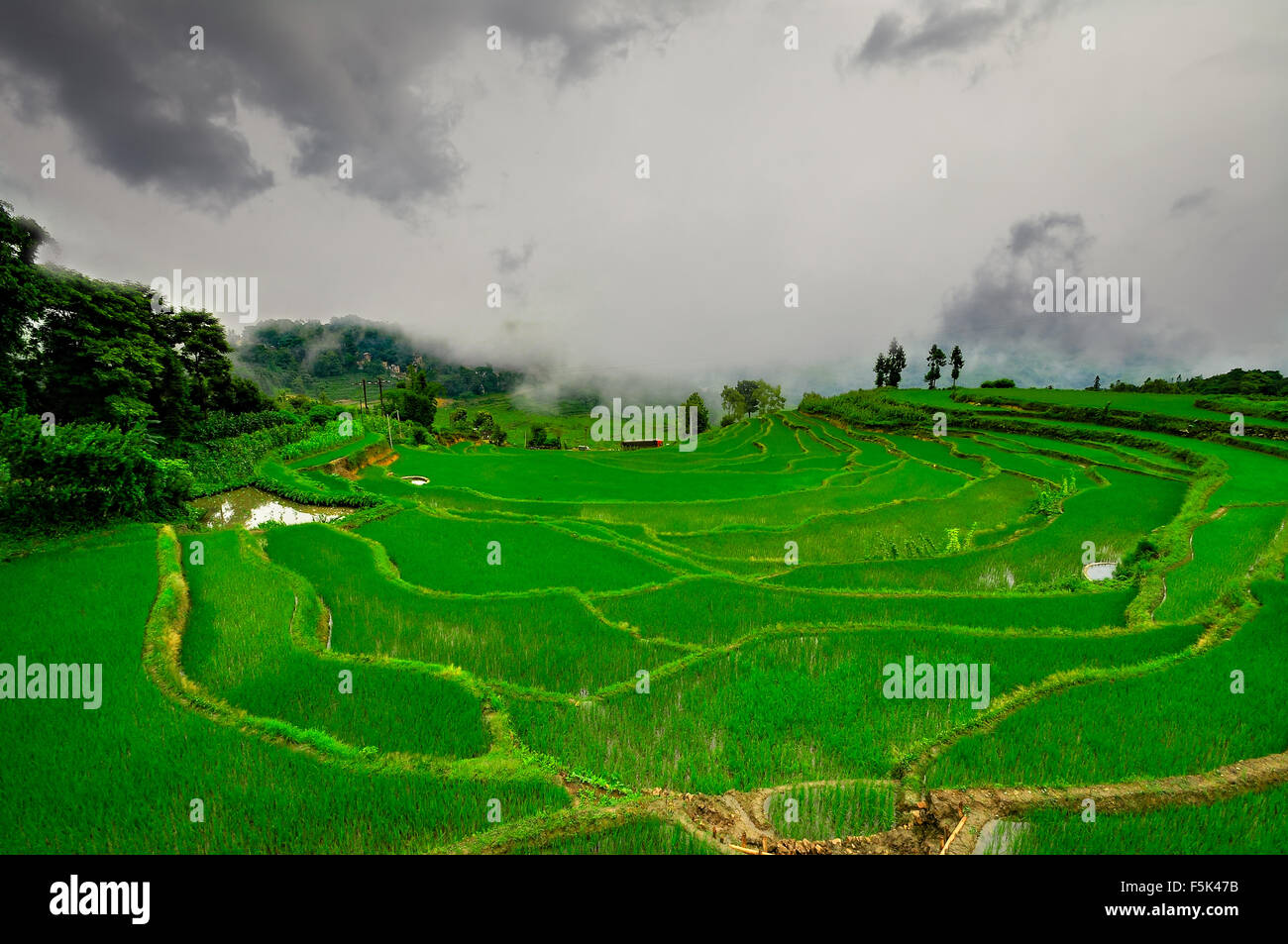 South China, Yunnan - 2011: Rice terraces in highlands of southe Stock Photo