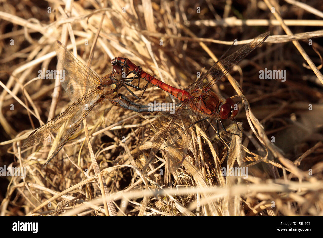 Common Darter Dragonfly Sympetrum striolatum irish dragonflies UK European dragon flies red