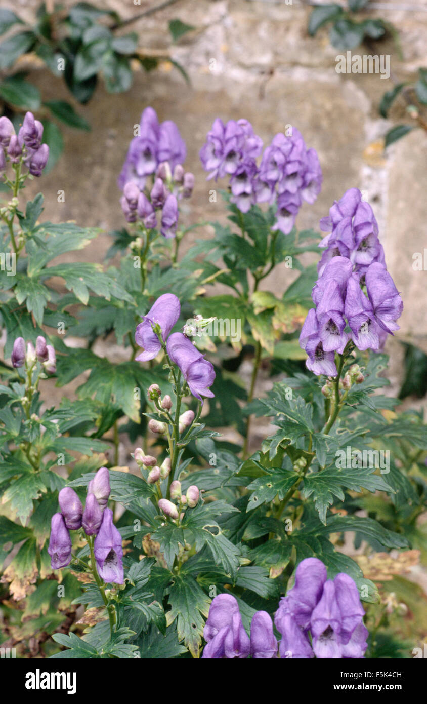Close-up of a blue aconitum Stock Photo