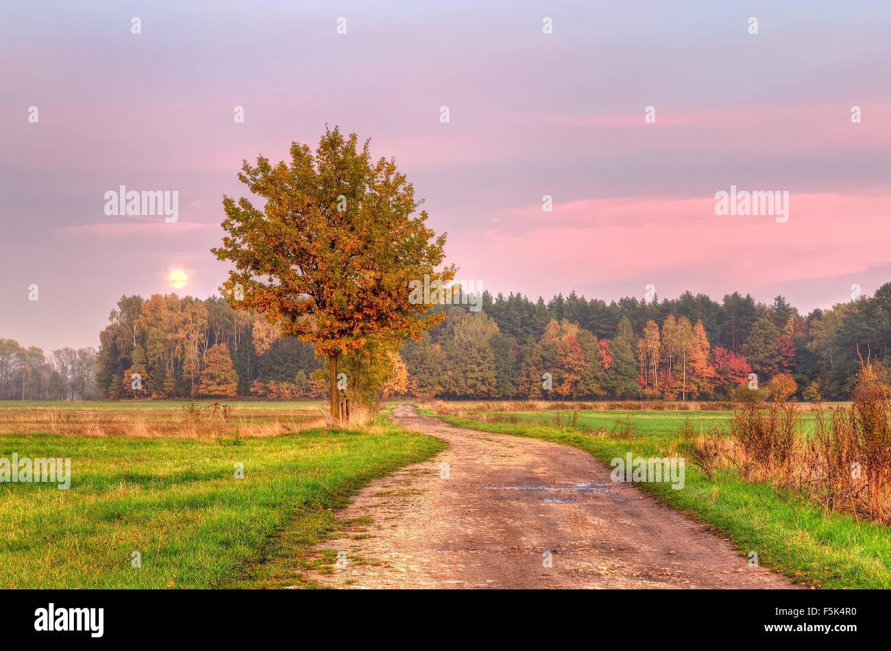 Autumn landscape. Trees with autumn leaves and a moon in the sky Stock ...