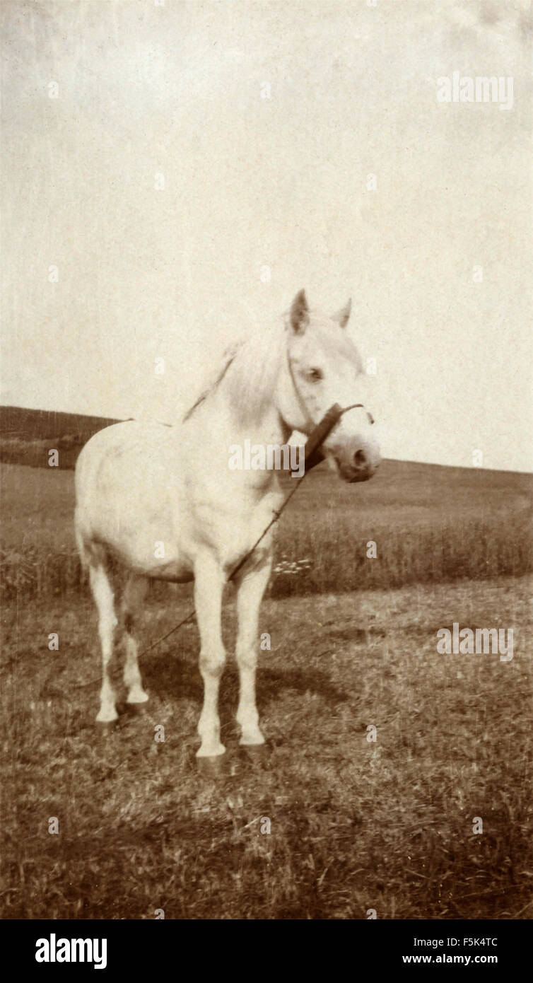 A white horse , Denmark Stock Photo