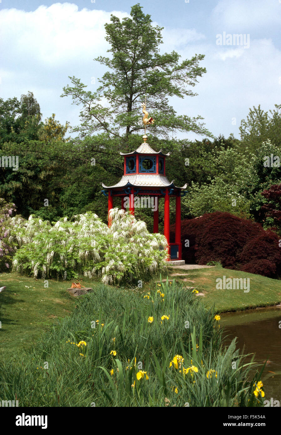 Yellow iris beside small lake in garden with white wisteria grown as a shrub beside a red Chinese pagoda Stock Photo