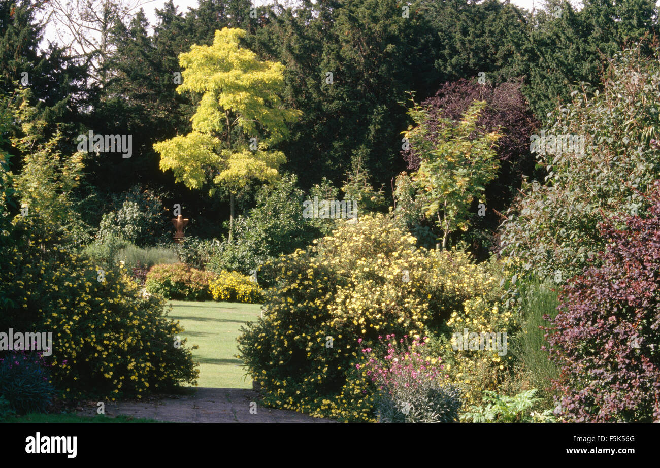 Yellow rock roses in shrub border in large country garden with a ...