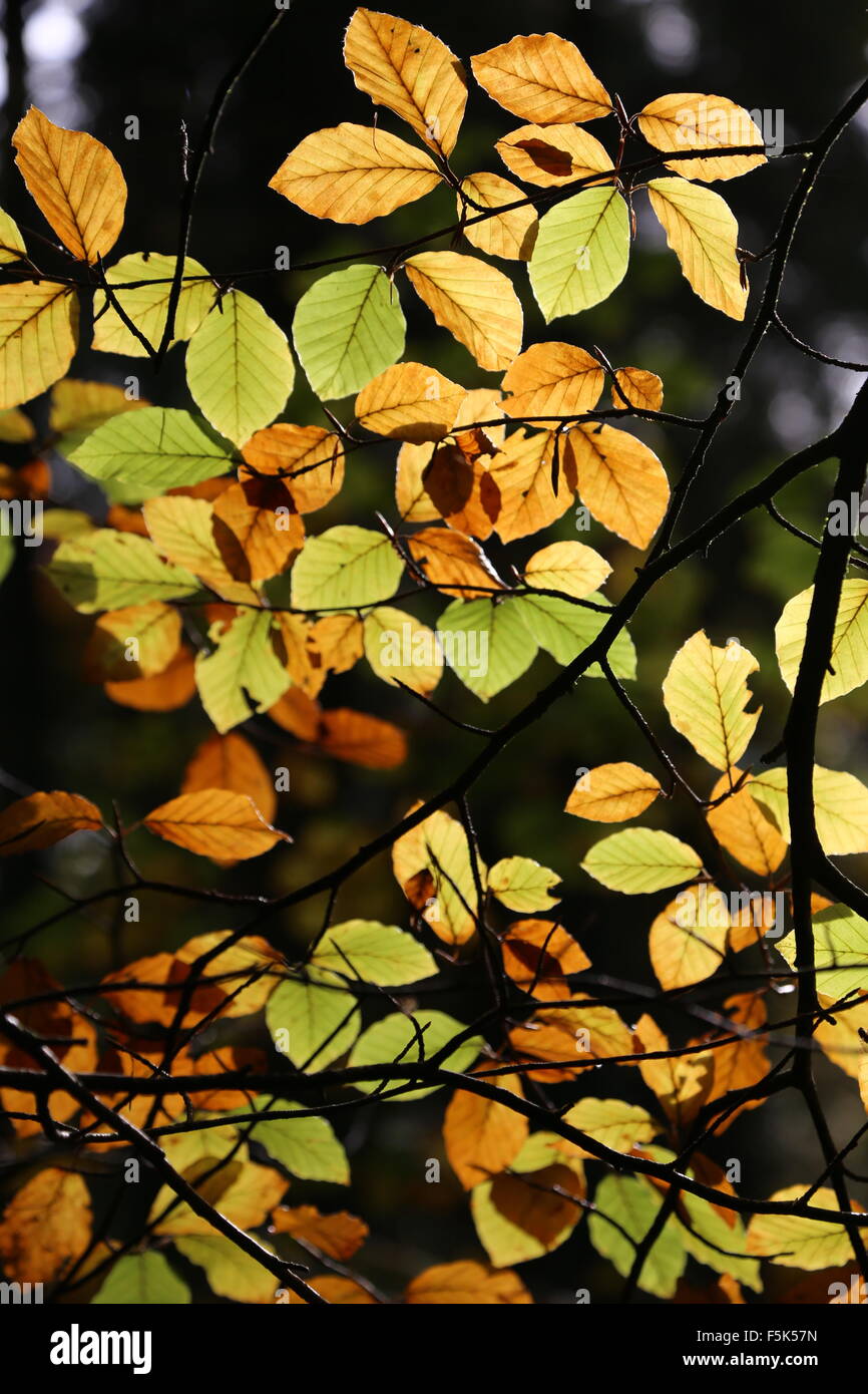 Autumn colour Beech leaves of golden yellow and green highlighted by ...