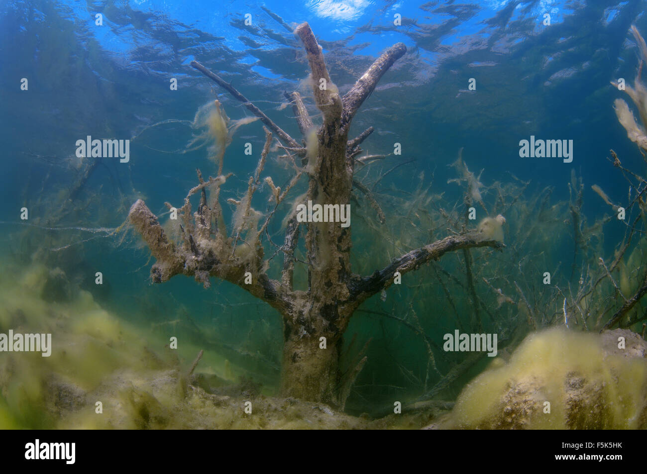 Granite Quarry Aleksandrovskiy, Ukraine. 15th Oct, 2014. Flooded trees