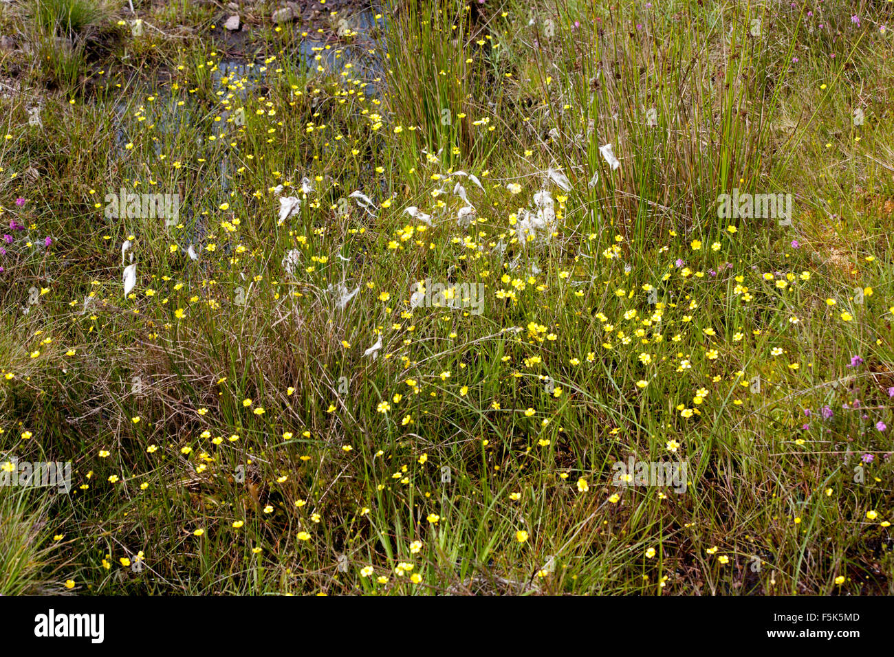 Lesser Spearwort growing in a small bog beneath the southern slopes of Ben Mor Coigach near Achiltibuie near Ullapool Wester Ross Scotland Stock Photo