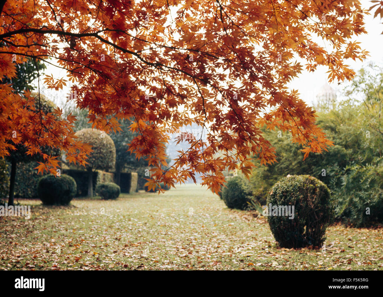 Clipped shrubs in avenue in large country garden in Autumn seen through the leaves of an acer tree Stock Photo
