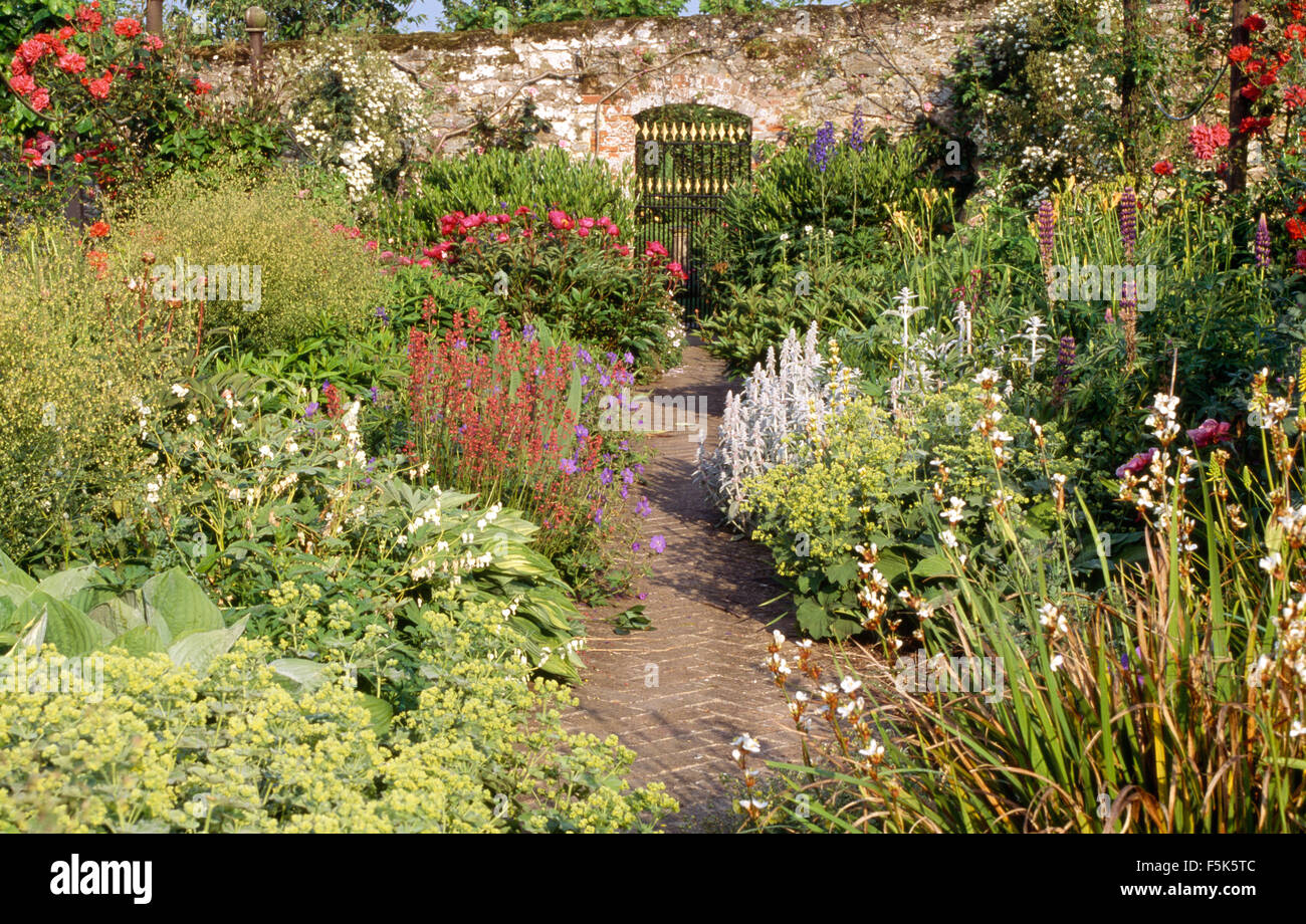 Perennials ladys mantle hi-res stock photography and images - Alamy