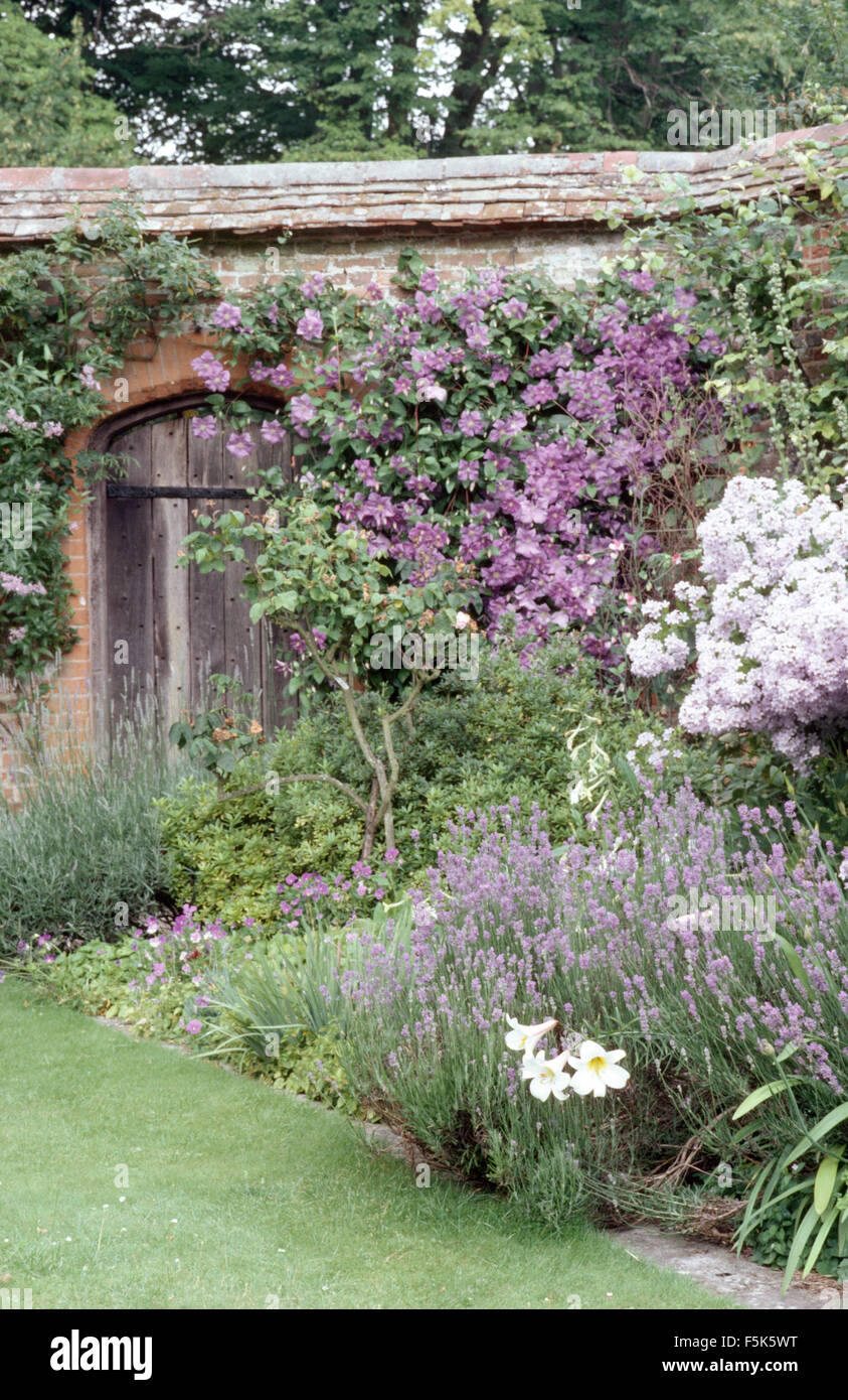 Mauve lavender and phlox in border in a walled country garden with purple clematis on  the wall Stock Photo