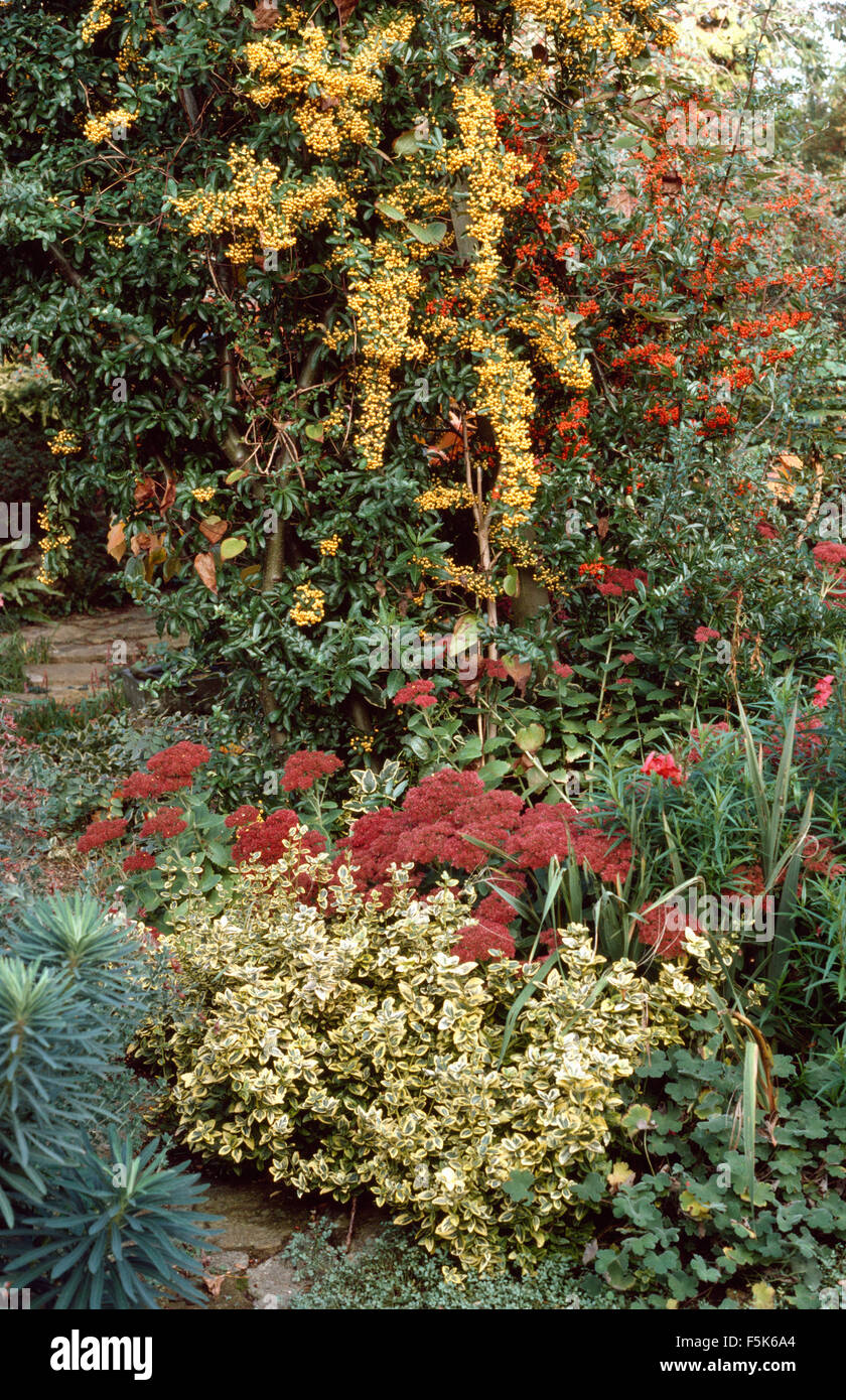 Yellow and red berried Pyracantha in Autumn border with red sedum and lows growing Euonymus Stock Photo