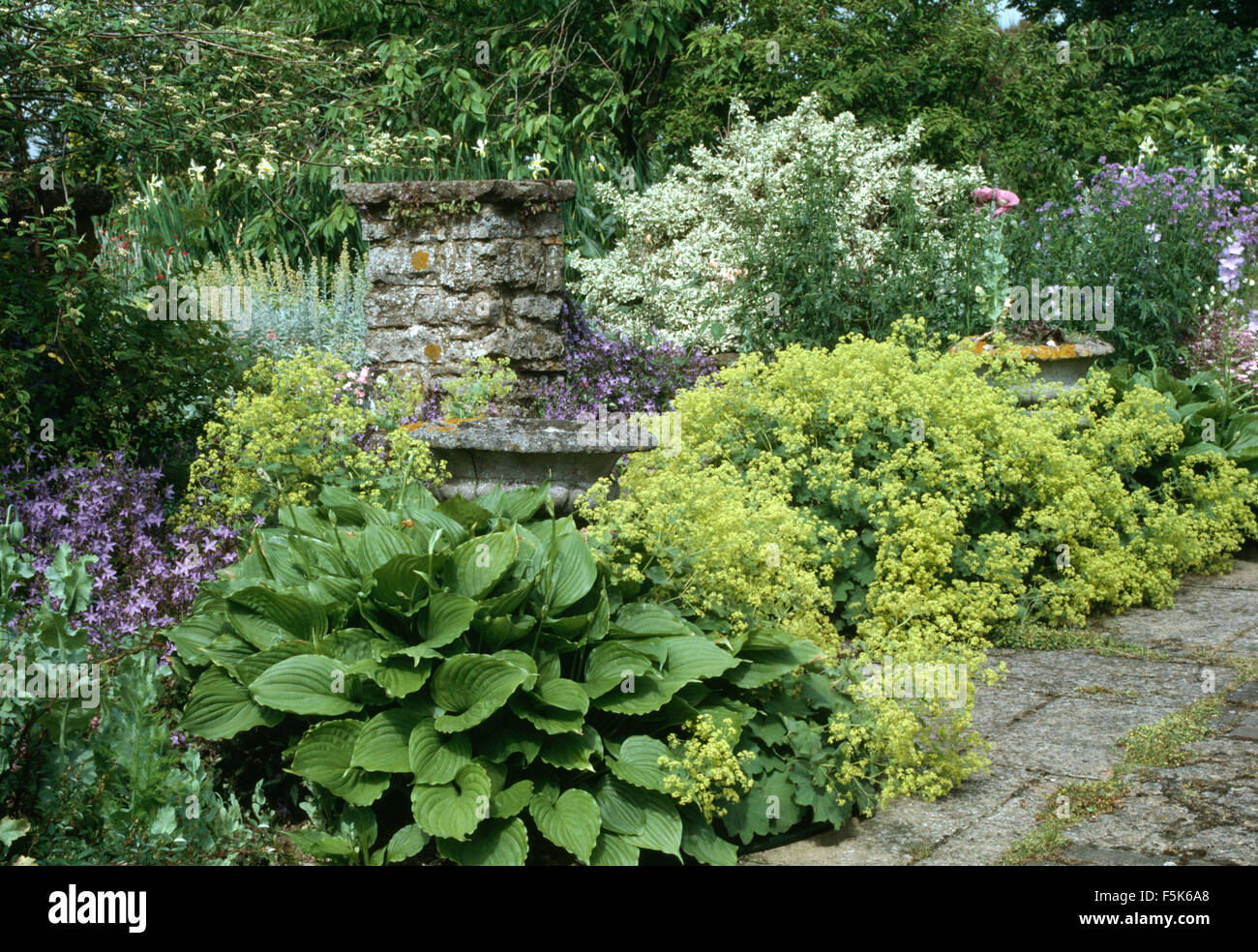 Hostas and lime green lady's mantle in a garden border Stock Photo