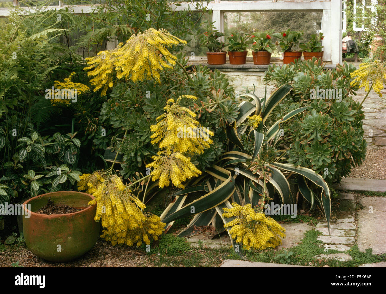 Close-up of mimosa and a variegated agave with a terracotta pot on a stone terrace Stock Photo