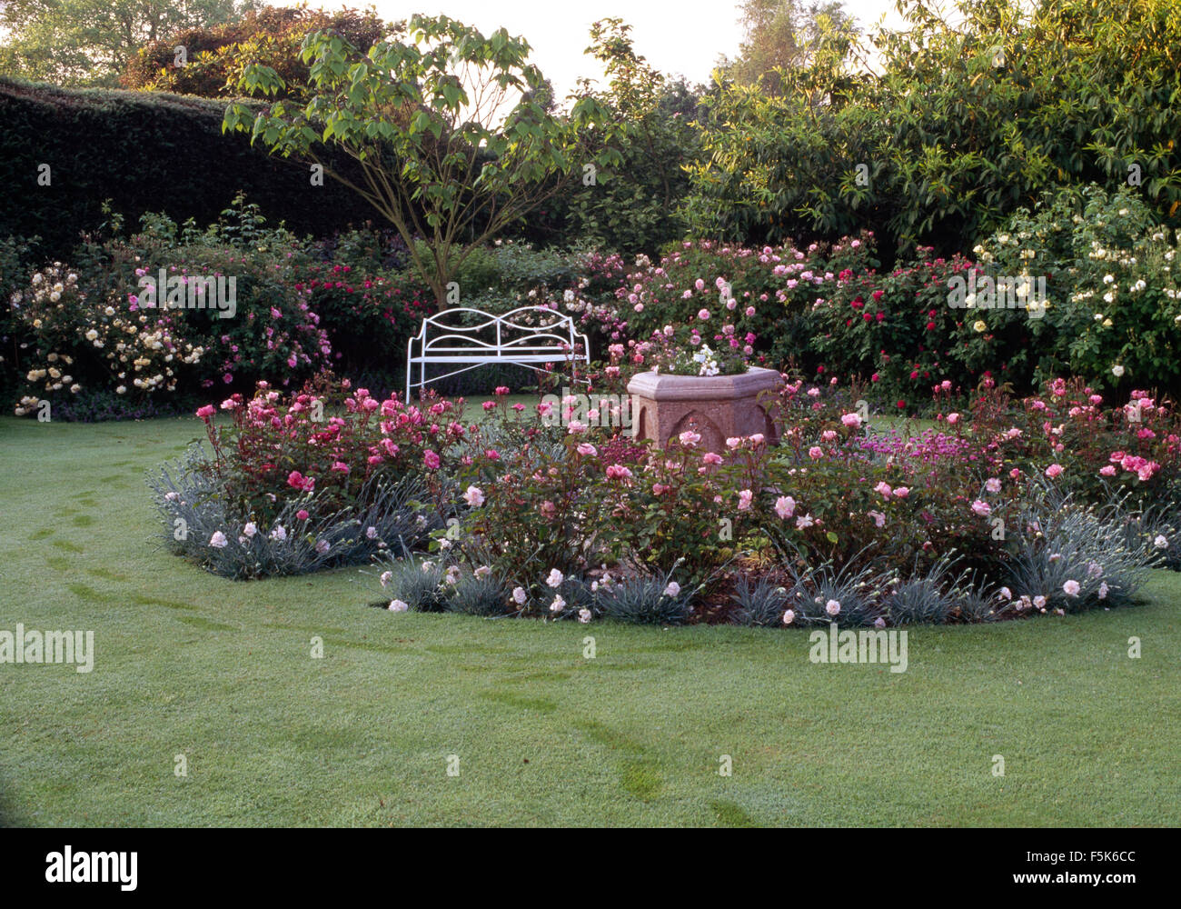 Pink roses in garden beds edged with white dianthus in a country rose garden with a white metal bench Stock Photo