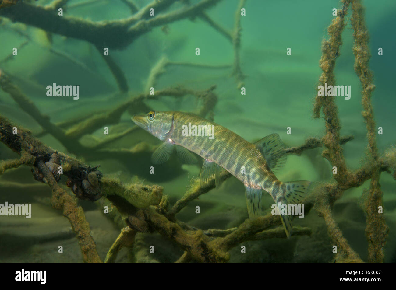 northern pike (Esox lucius) Hidden among the branches of submerged tree, granite quarry Aleksandrovskiy, Ukraine Stock Photo