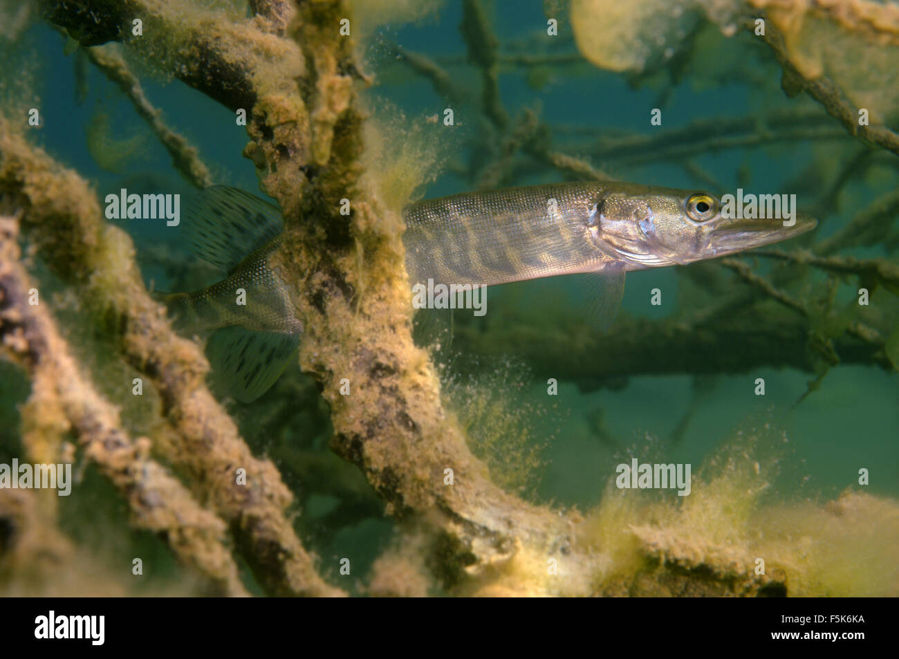 northern pike (Esox lucius) Hidden among the branches of submerged tree, granite quarry Aleksandrovskiy, Ukraine Stock Photo