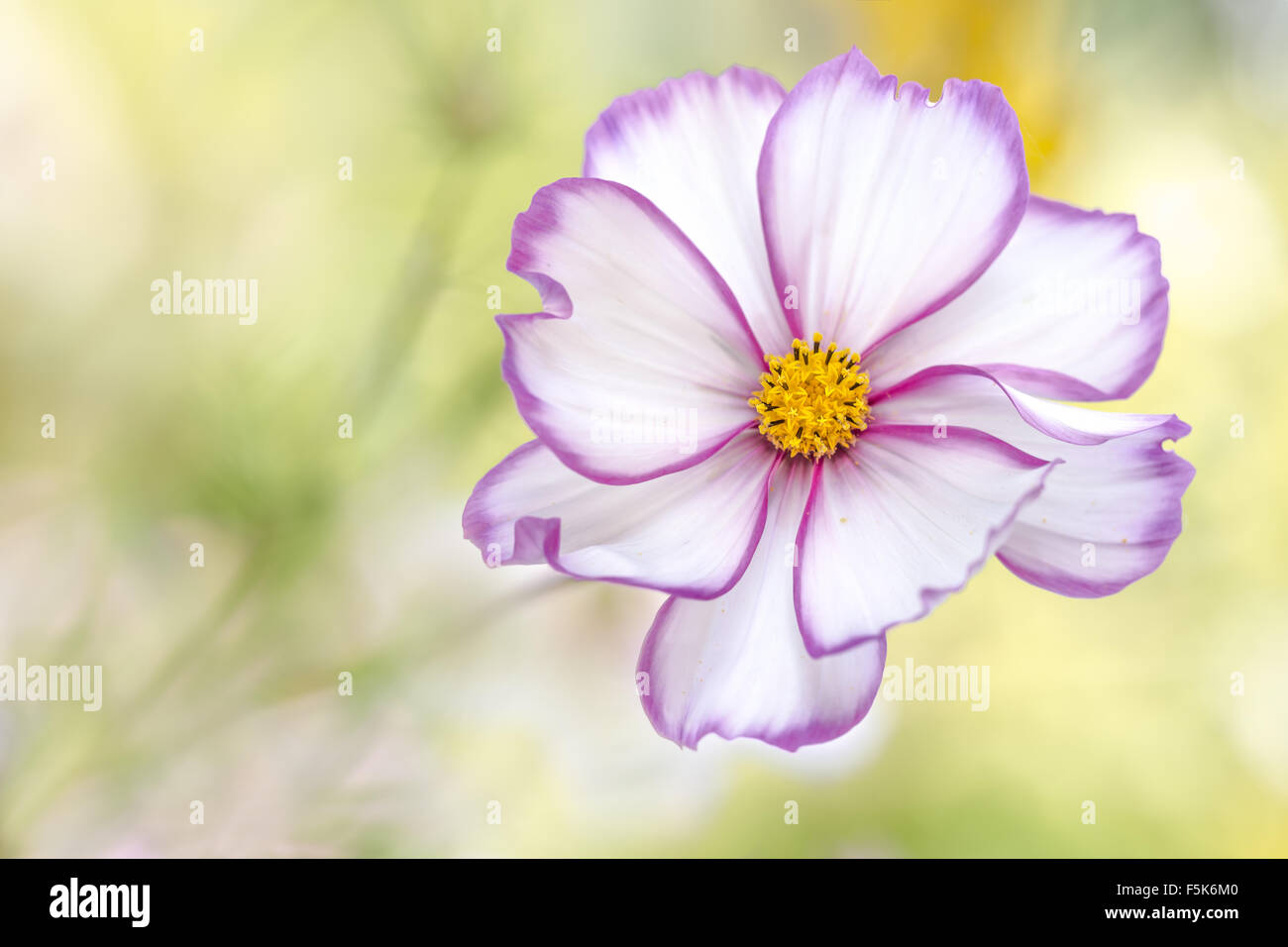 Cosmos purity white hi-res stock photography and images - Alamy
