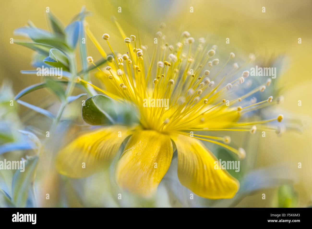 Close up of the flower of the Alpine Hypericum plant Stock Photo
