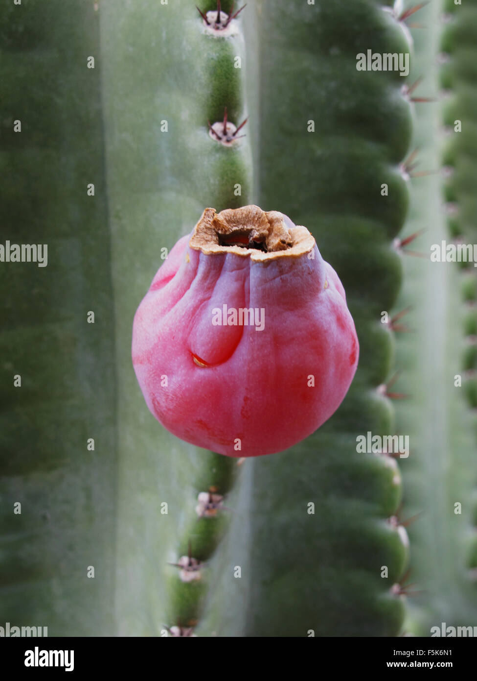 Peruvian Apple Cactus, Cereus repandus, and fruit seen in Scottsdale, Arizona, USA Stock Photo