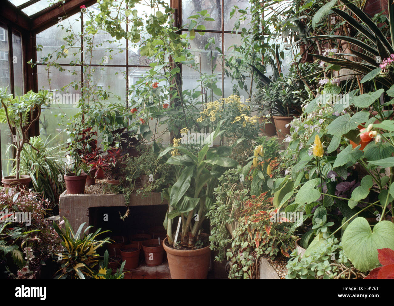 Plants in pots inside a greenhouse Stock Photo