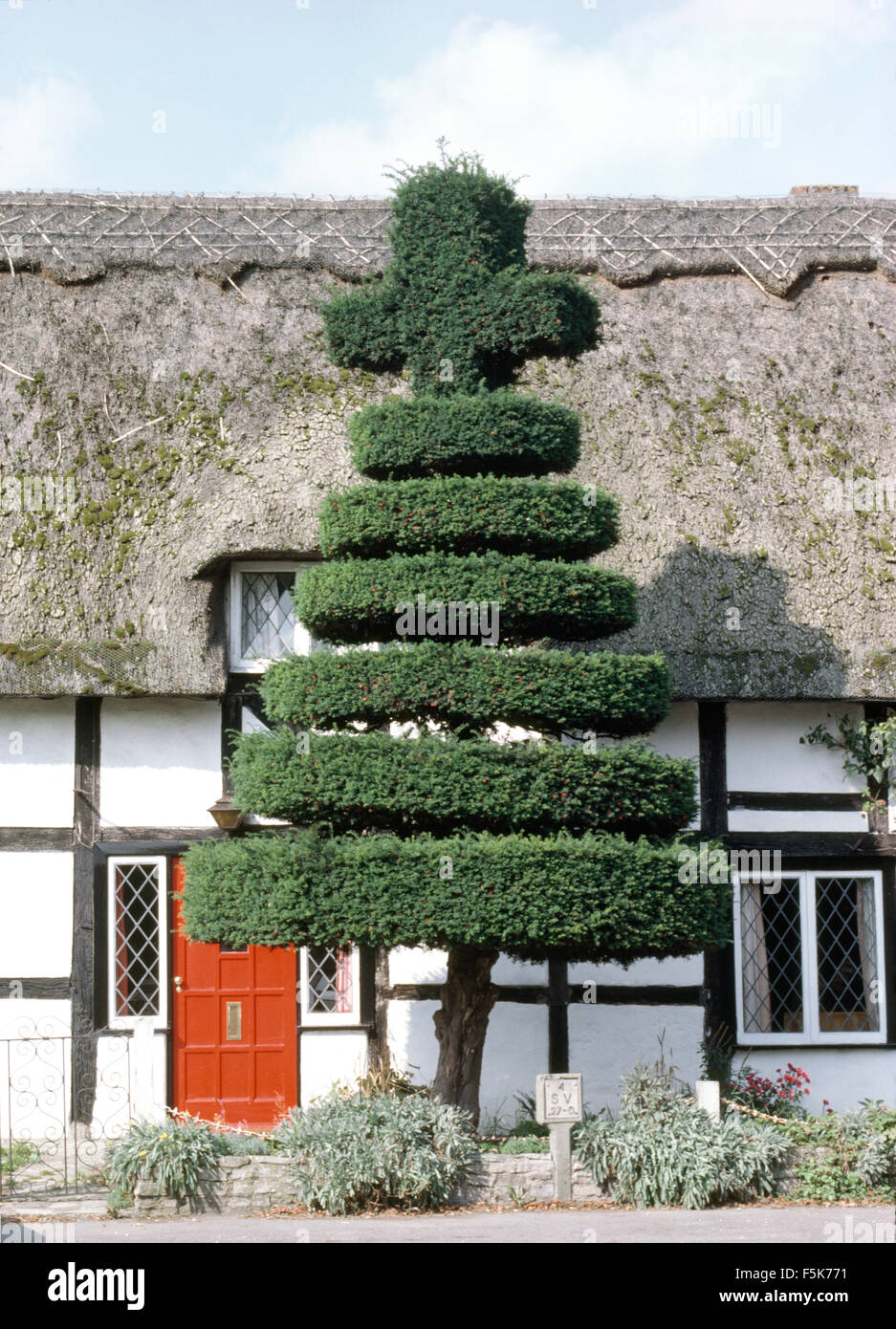 Tall topiary tree in front of black+white timbered cottage with a thatched roof Stock Photo