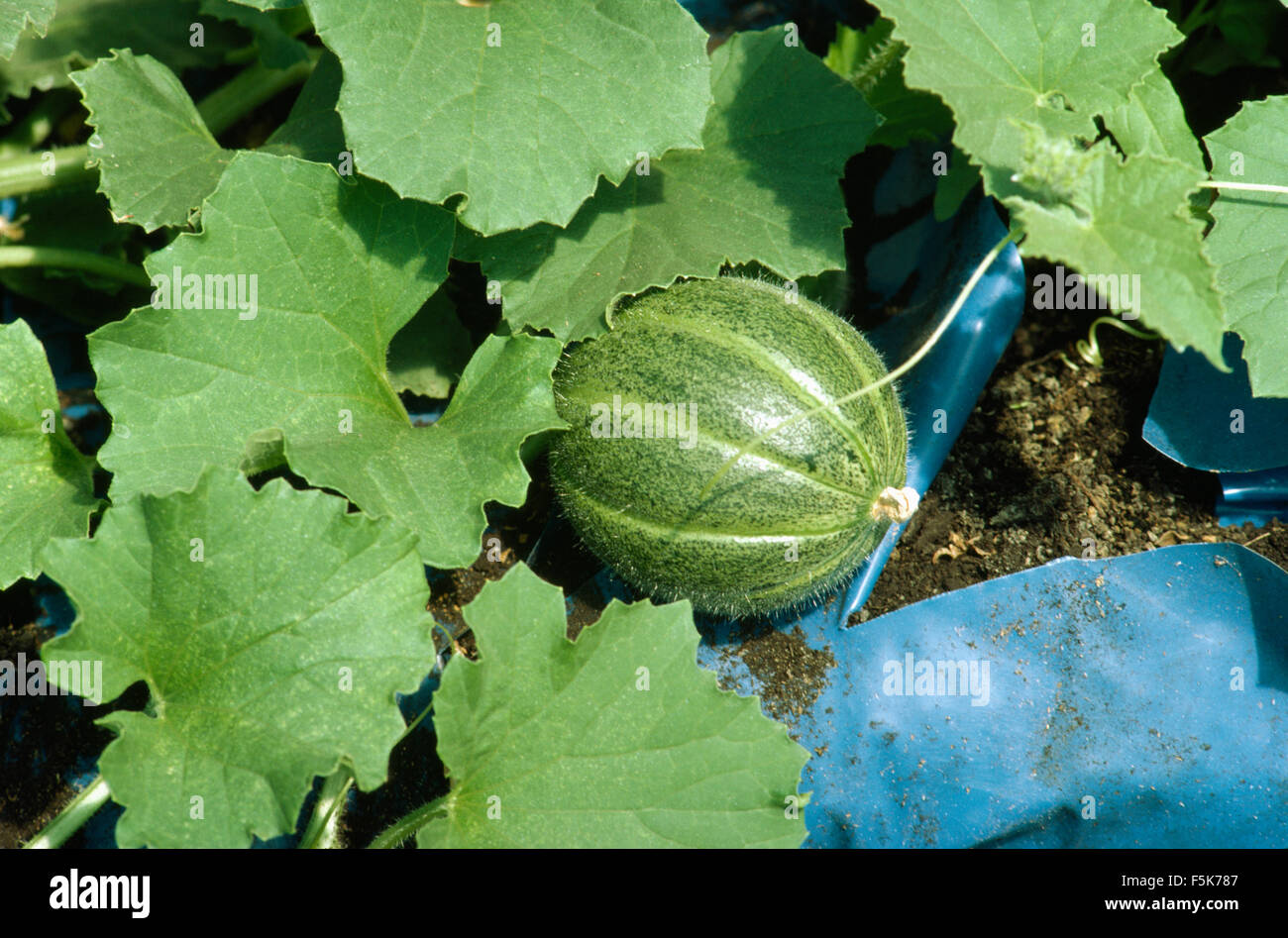 Closeup of a melon in a plastic grow bag Stock Photo Alamy