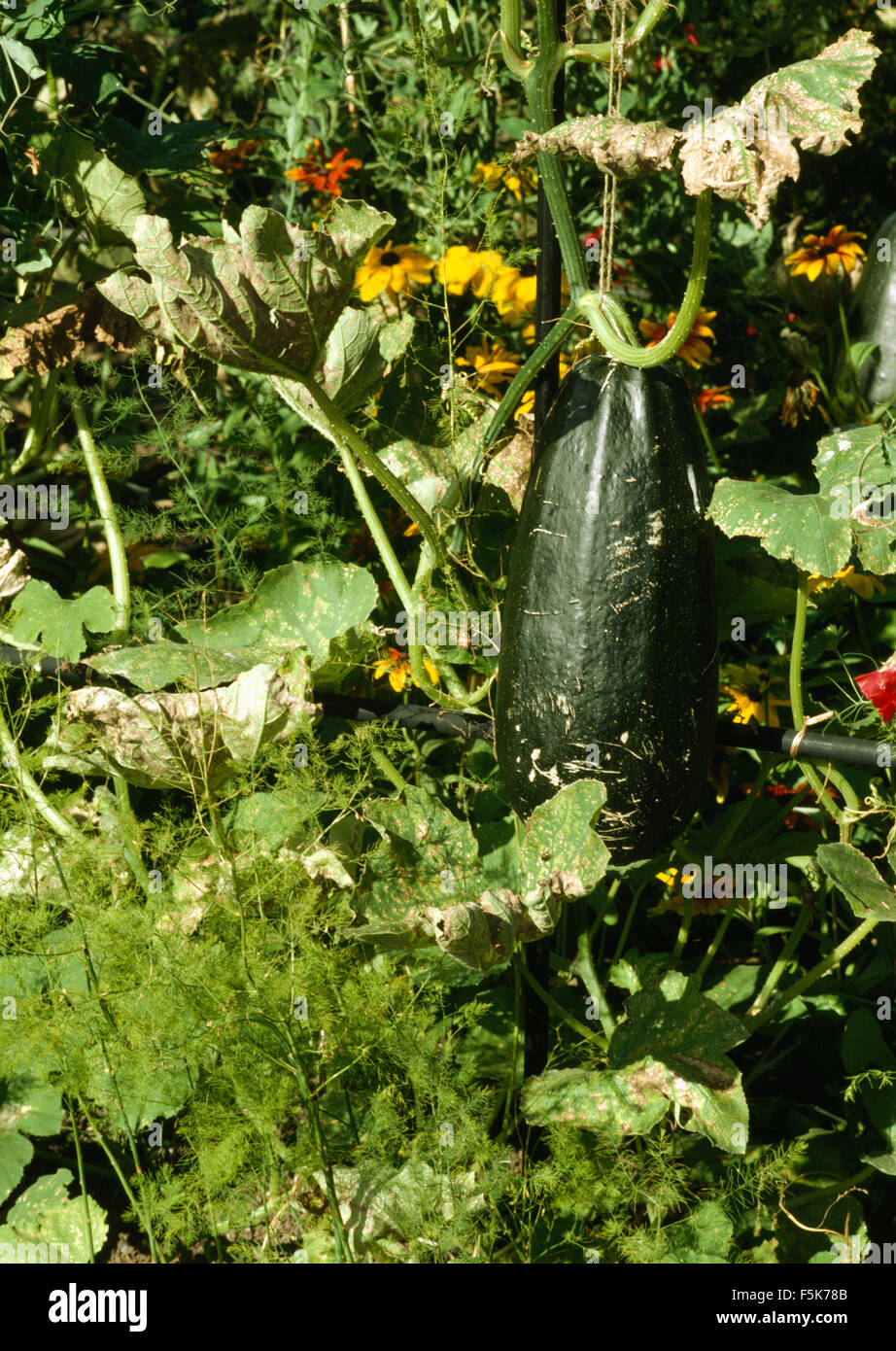 Close-up of a vegetable marrow growing in vegetable bed Stock Photo