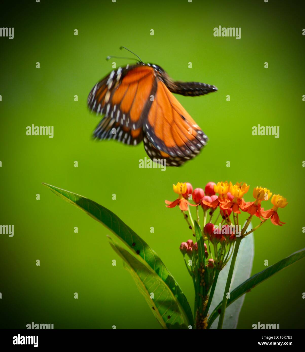 Butterfly in flight hires stock photography and images Alamy
