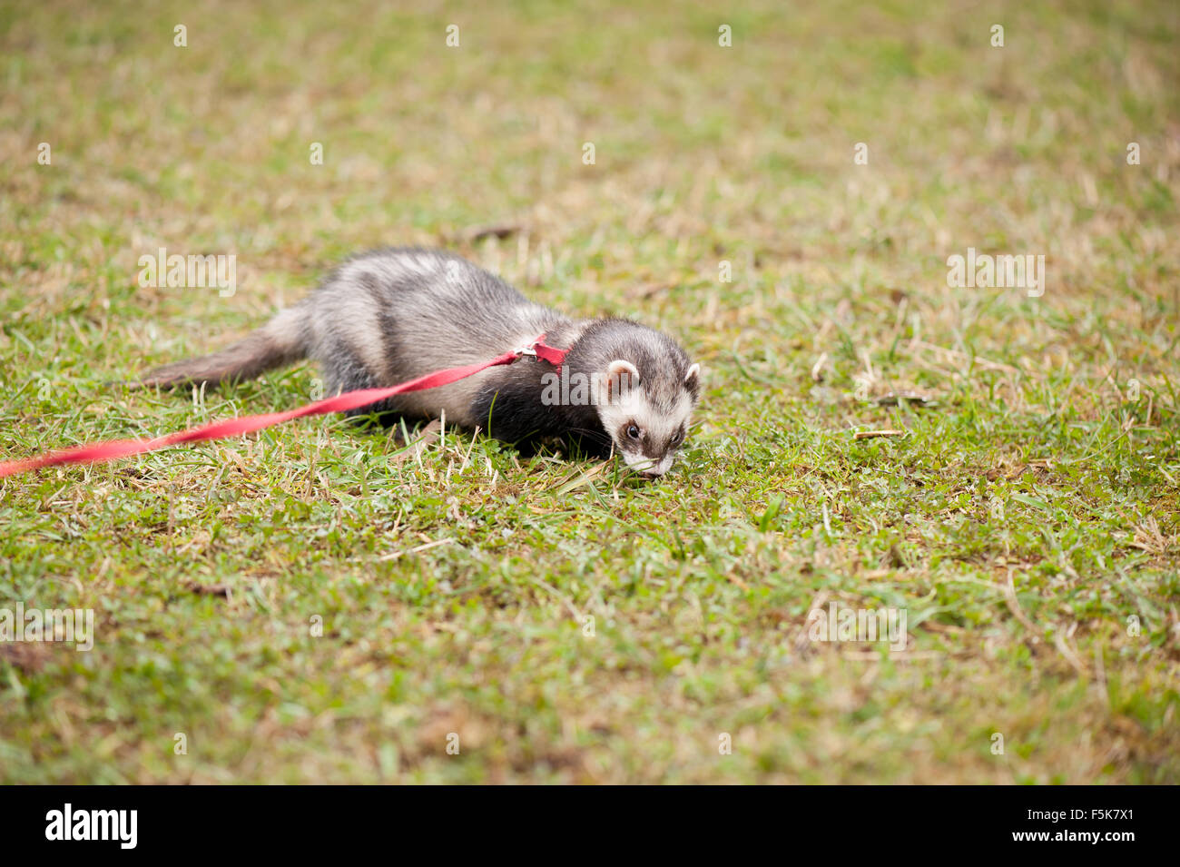 Polecat ferret hybrid on grass, domesticated animal in red lead standing on the grass, horizontal orientation, nobody... Stock Photo