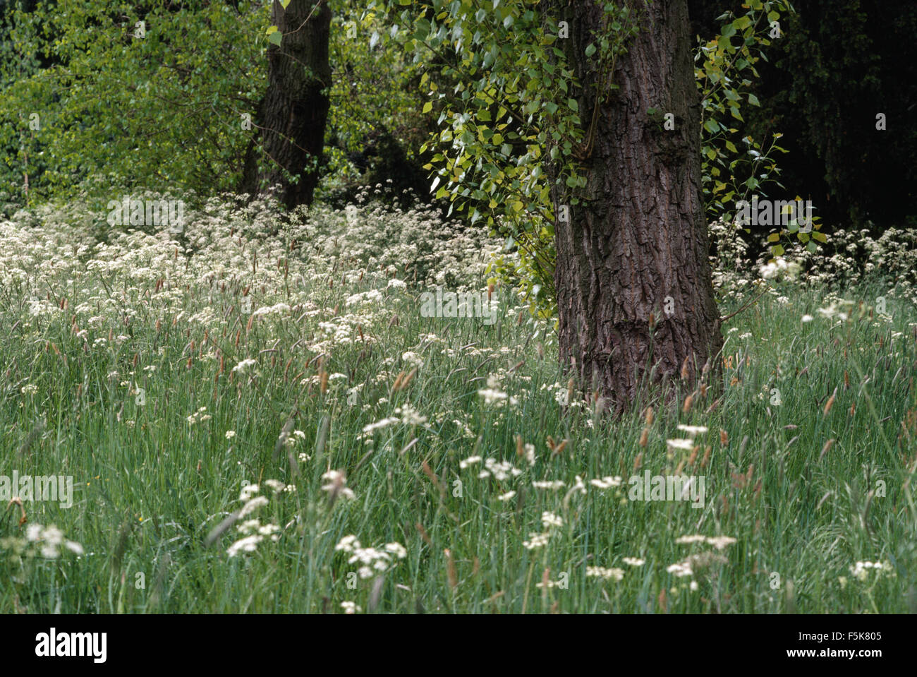 White cow parsley growing in long grass in a wild garden Stock Photo
