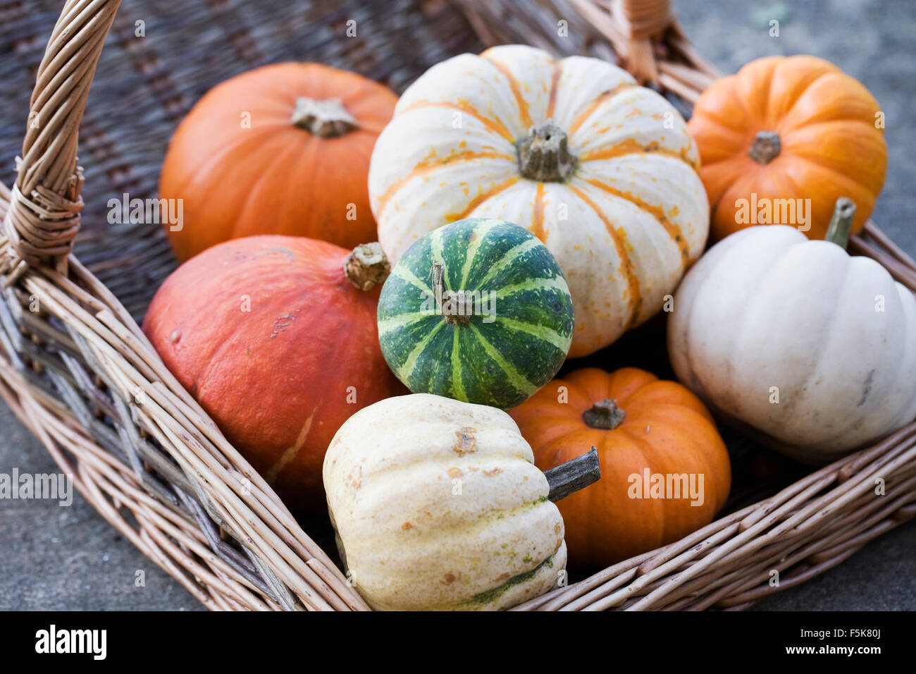 Cucurbita maxima. Basket of assorted squashes and pumpkins. Stock Photo