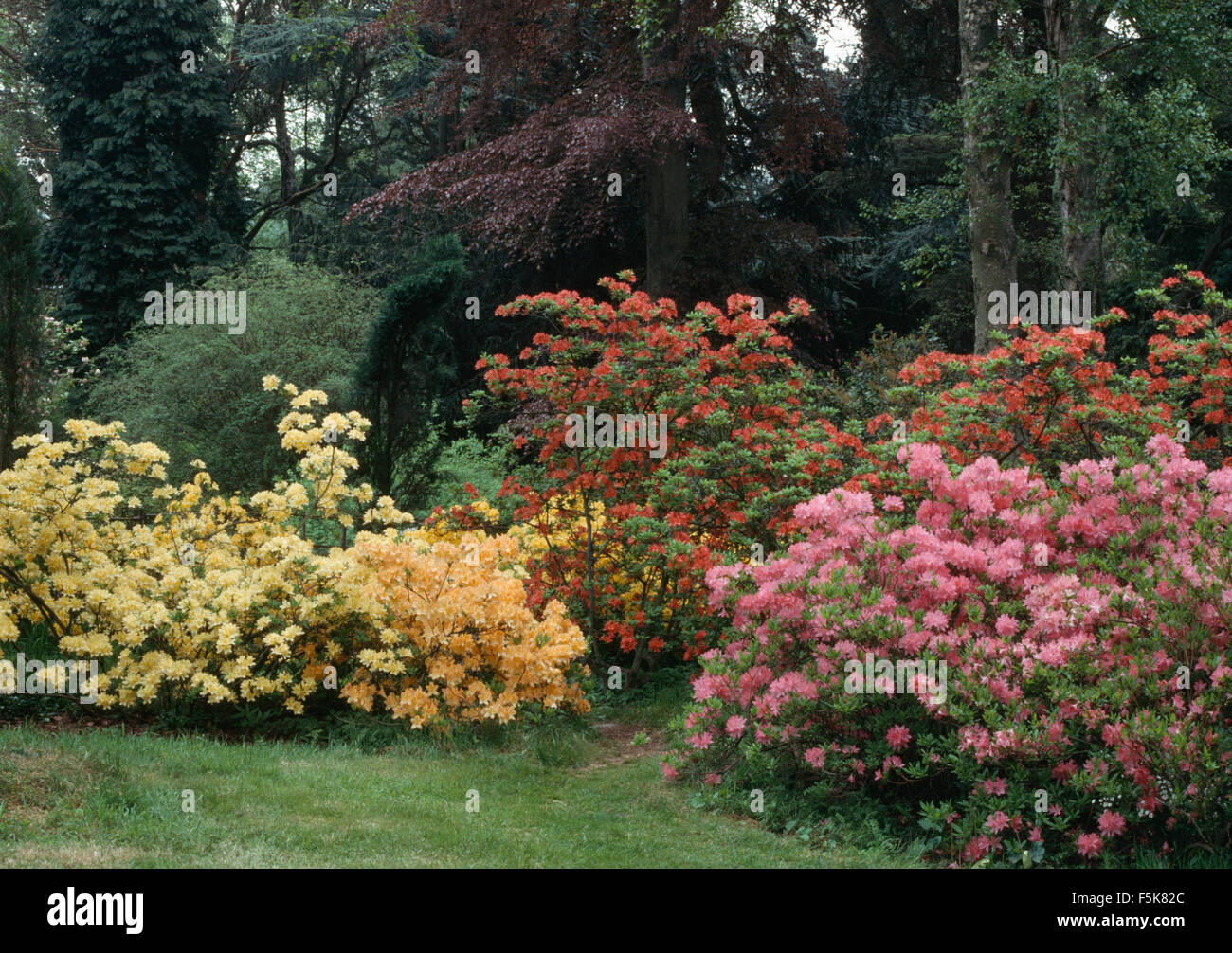 Pale yellow and pink rhododendrons and azaleas in border in large country garden in Spring Stock Photo