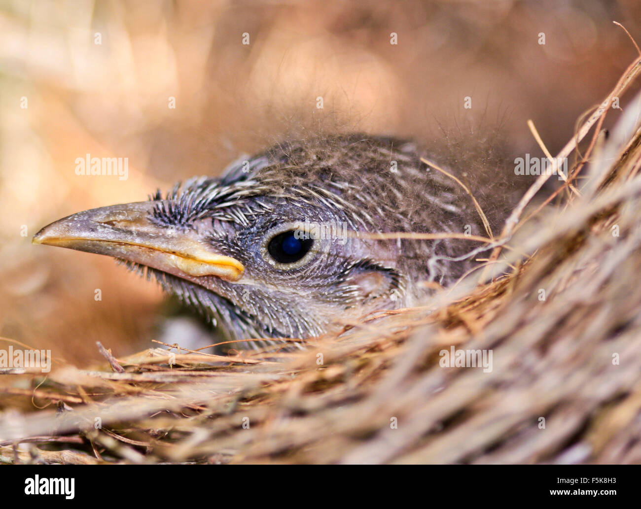 a single baby bird in a nest Stock Photo