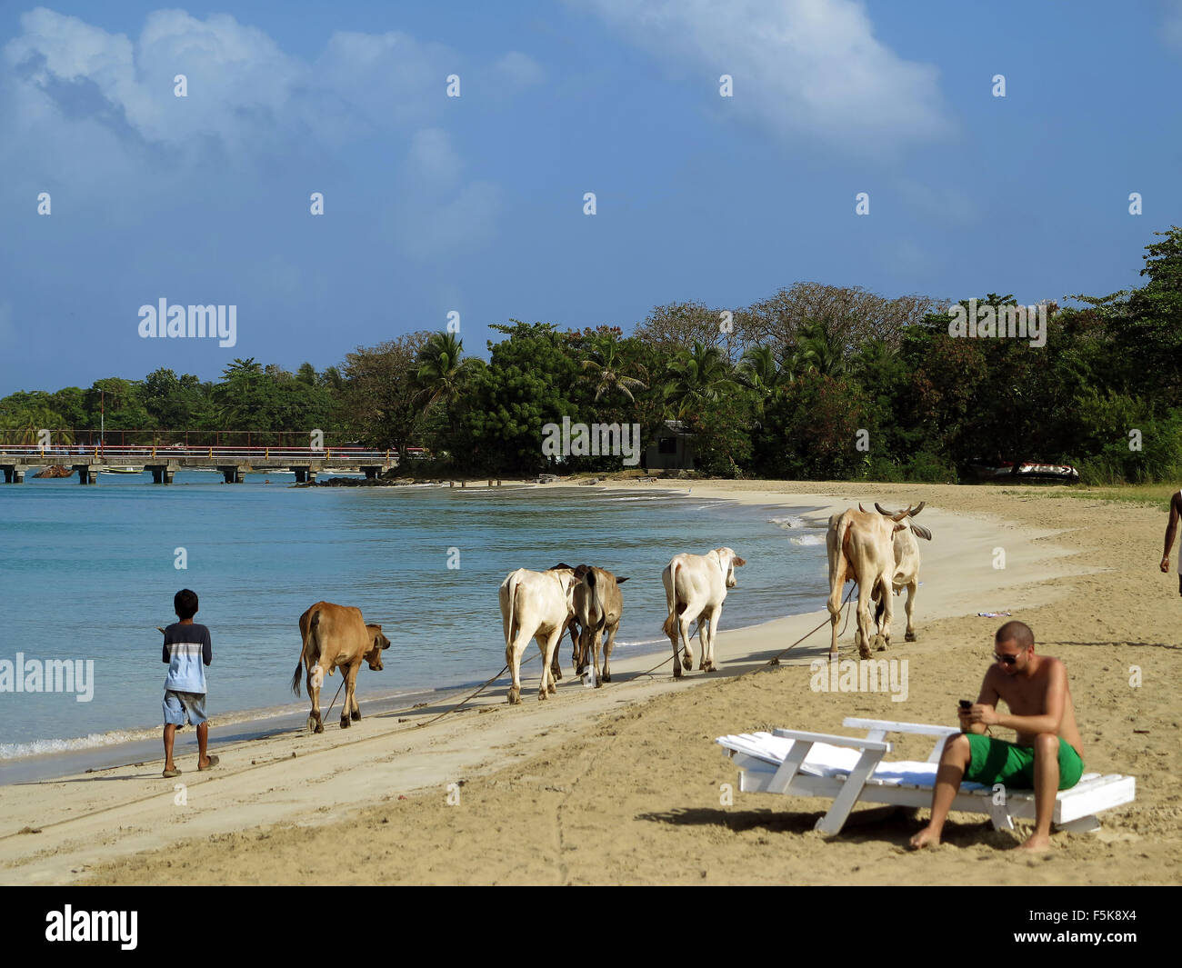 Big Corn Island, Nicaragua. 27th Mar, 2014. A boy walks cows on the