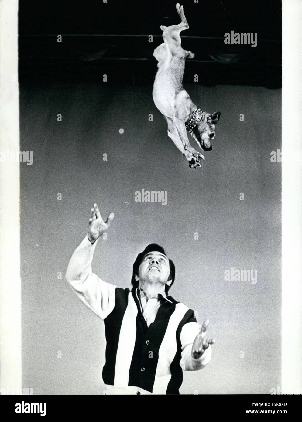 1968 - The ''Flying'' Dog Squad of Eric Badicton At The Hansa Theatre In Hamburg Four dogs, and all of them doing the most amazing acrobatic exercises, form the group with which Eric Badicton is having so much success all over the world. The dog;s trainer is presently on stage of the Hansa Theatre in Hamburg and attracts many visitors watch night. his system of training includes yoga, which is unique and besides that, Eric Badicton is probably the only animal trainer of the world who owns a patent on his way of training, which is registered in Montreal/Canada. For ten years now, Eric Badicton  Stock Photo