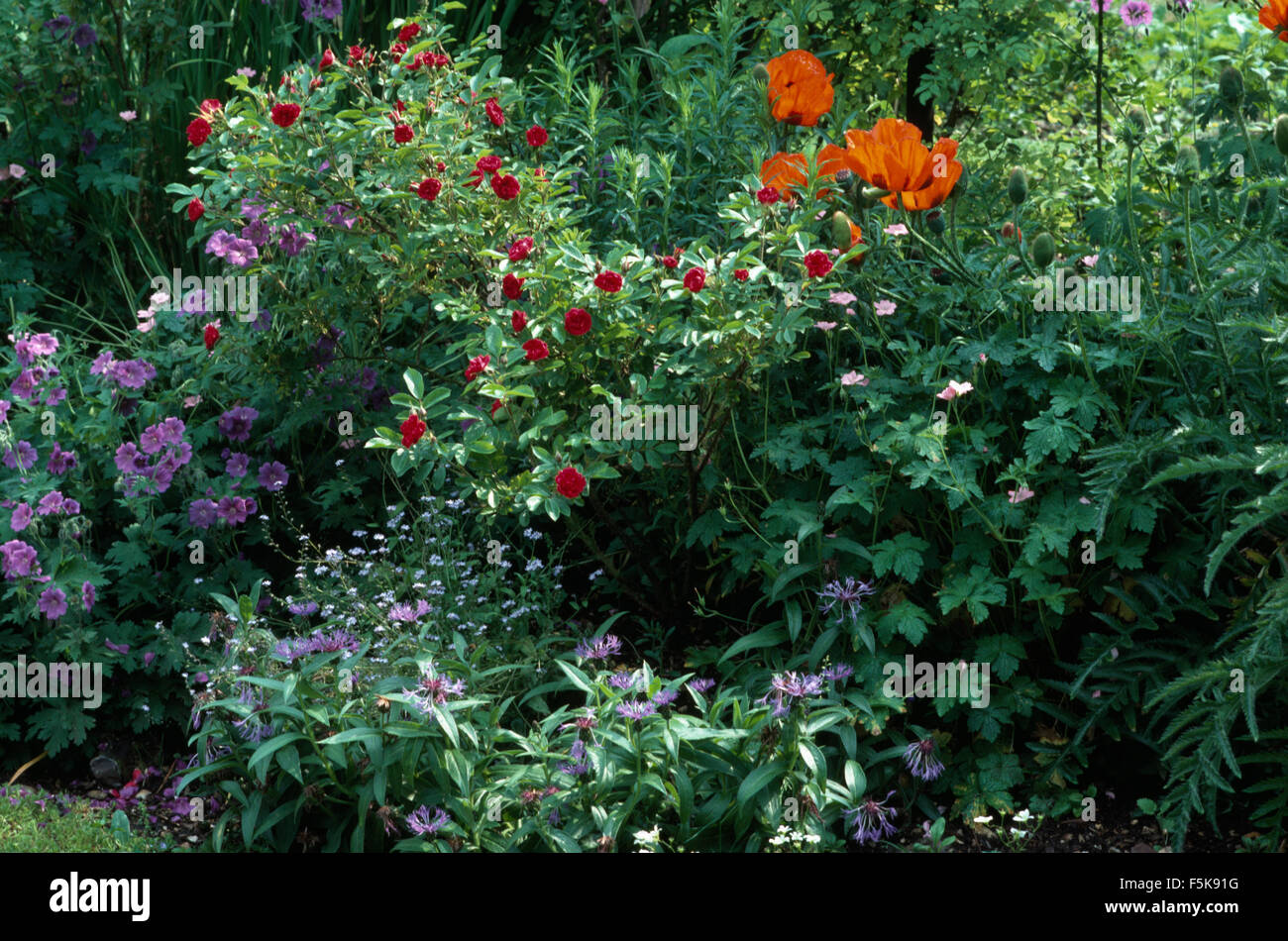 Blue perennial geraniums and cornflowers in summer border with red poppies and scarlet roses Stock Photo