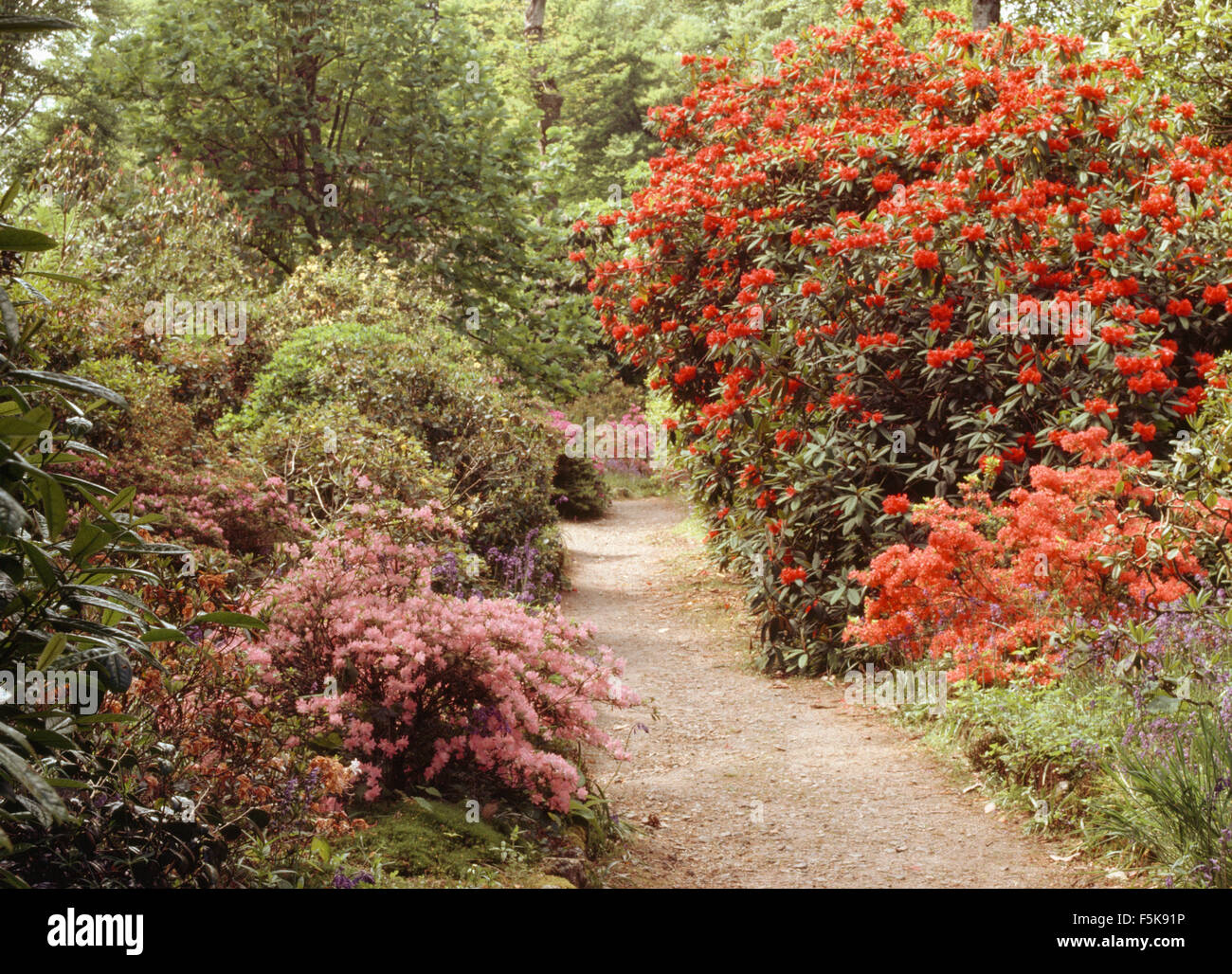 Orange rhododendrons and pink azaleas either side of path in large country garden in Spring Stock Photo