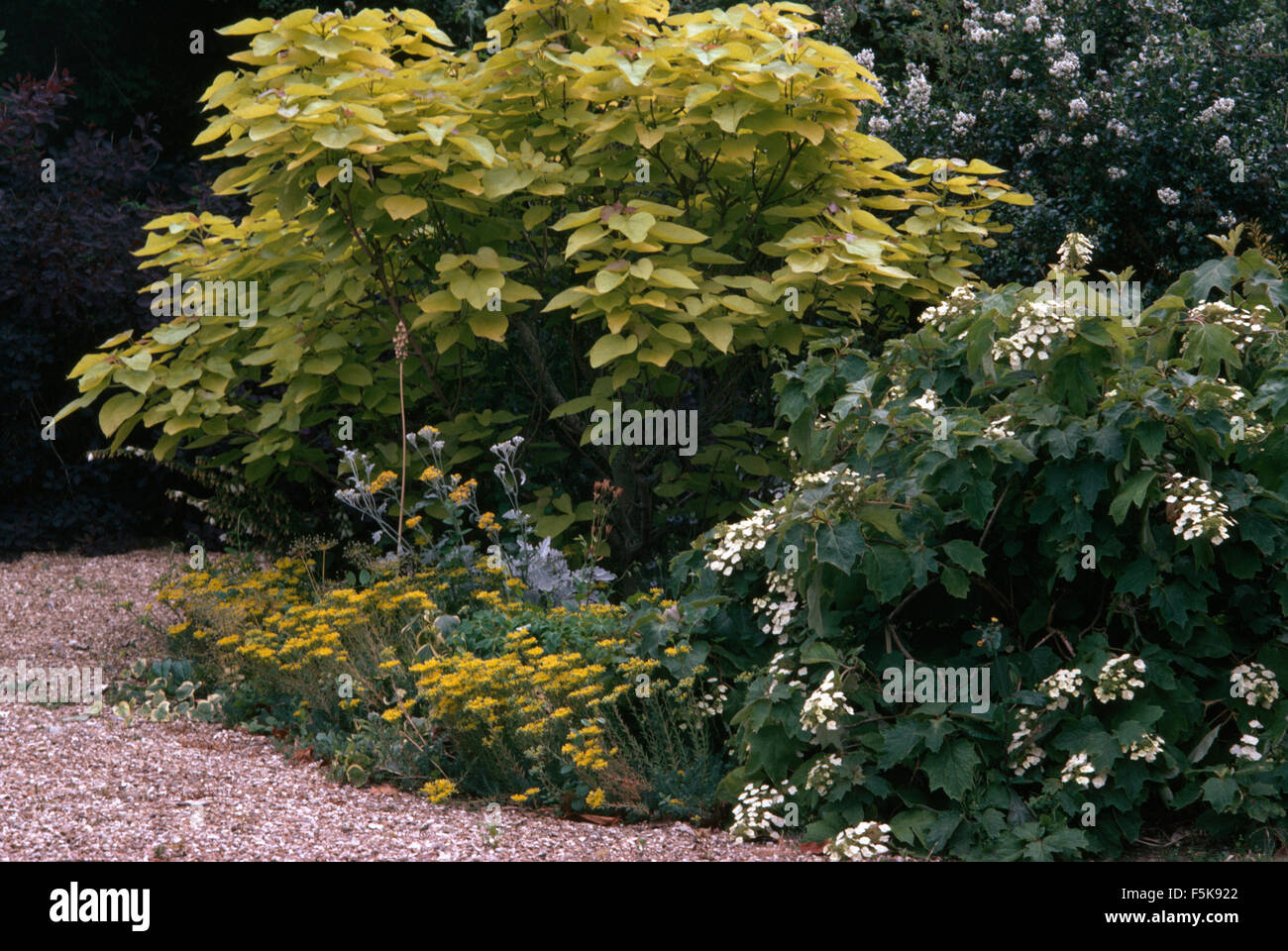 Catalpa tree and a white flowering shrub in a garden border with low growing coreopsis Stock Photo