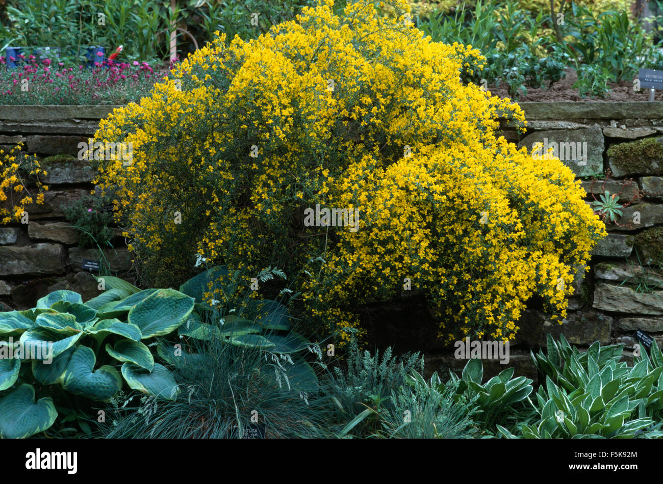 Yellow Genista and hostas in a border below a low stone wall Stock Photo