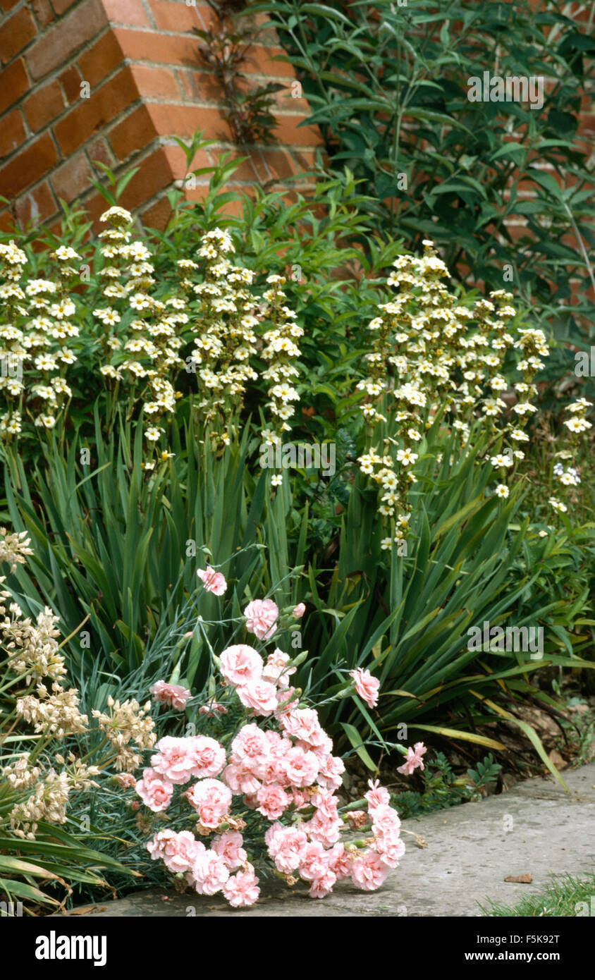 Close-up of white flowering sisyrinchium and pink dianthus Doris in a summer border Stock Photo