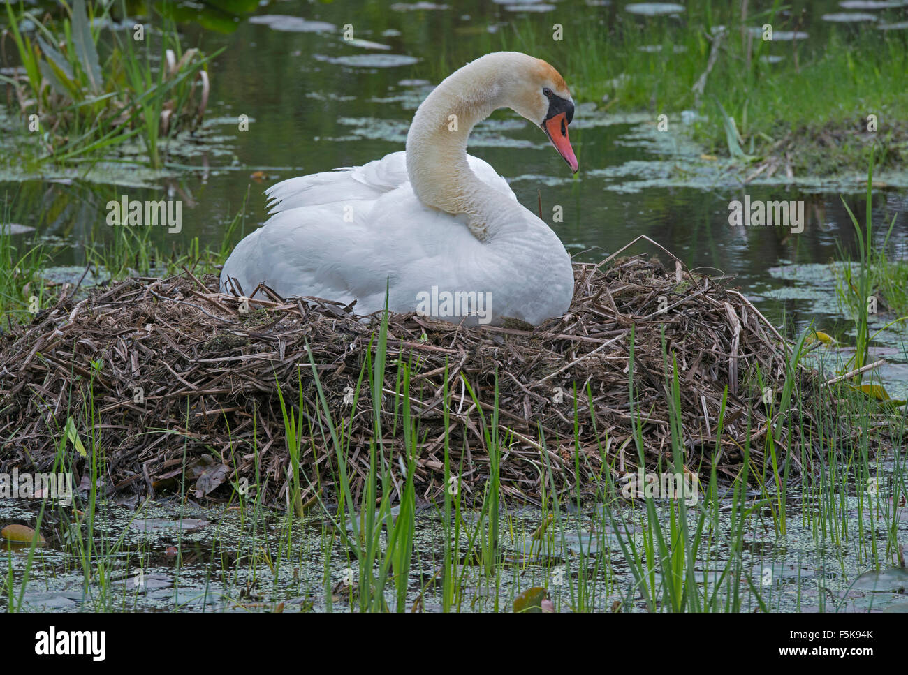 Mute Swan, female (Cygnus olor) sitting on nest, Spring, E. North America, by Skip Moody/Dembinsky Photo Assoc Stock Photo