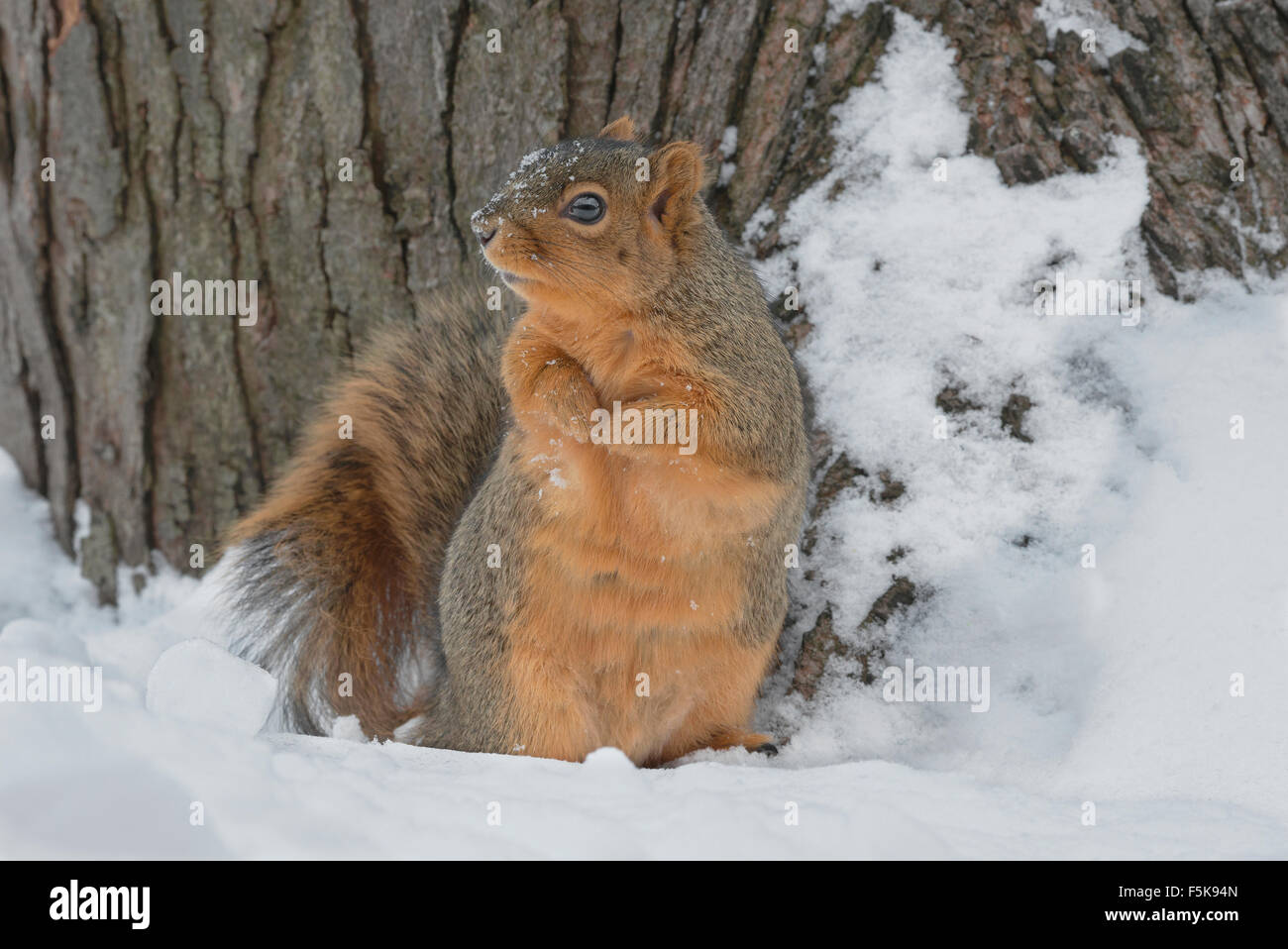 Eastern Fox Squirrel (Sciurus niger)  searching for food, Winter, E North America Stock Photo