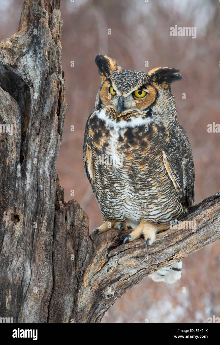 Great Horned Owl Bubo virginianus perched on stump Eastern N America, by Skip Moody/Dembinsky Photo Assoc Stock Photo