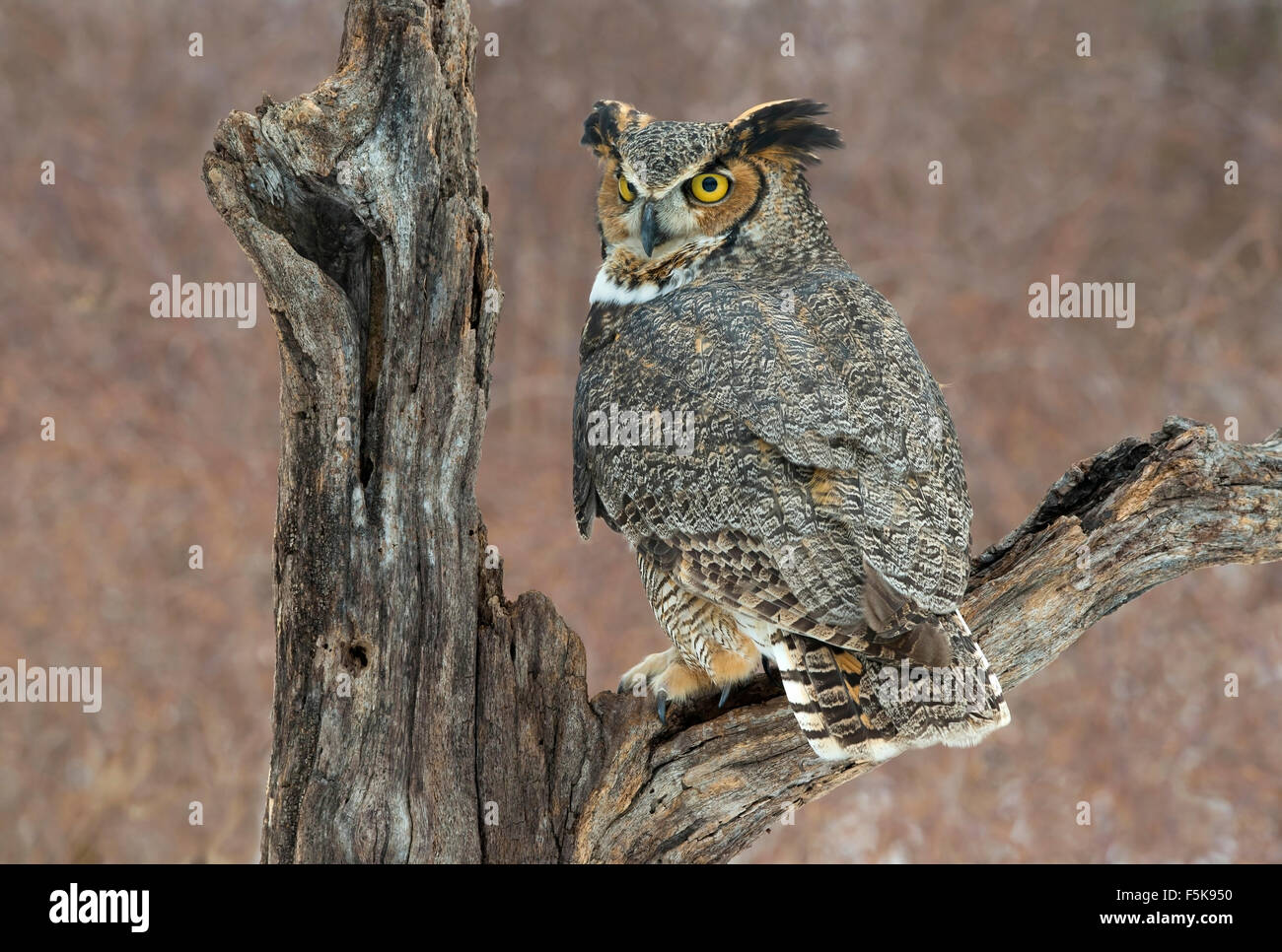 Great Horned Owl Bubo virginianus perched on stump Eastern N America, by Skip Moody/Dembinsky Photo Assoc Stock Photo