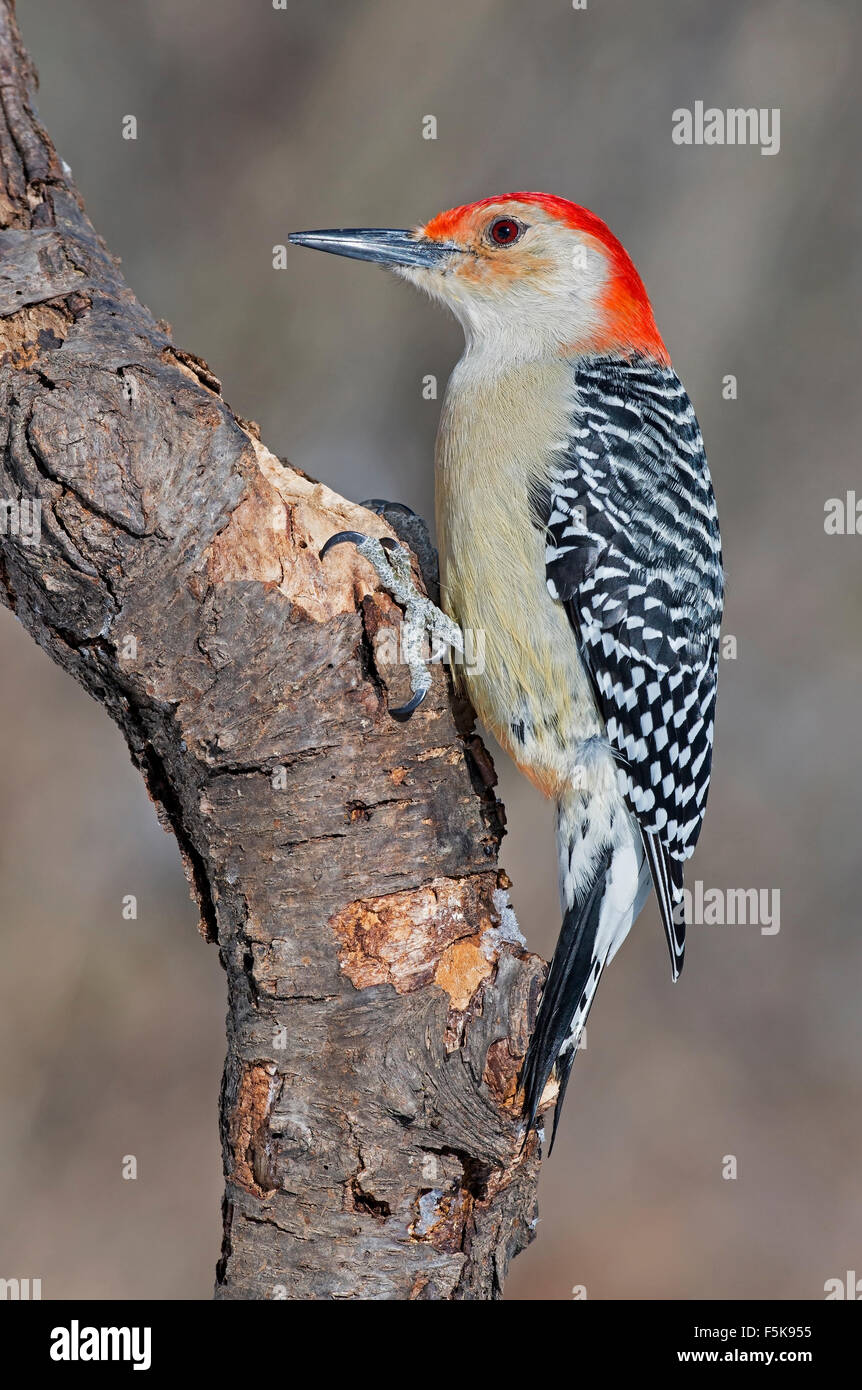 Red-bellied Woodpecker, male (Melanerpes carolinus) Eastern USA Stock Photo