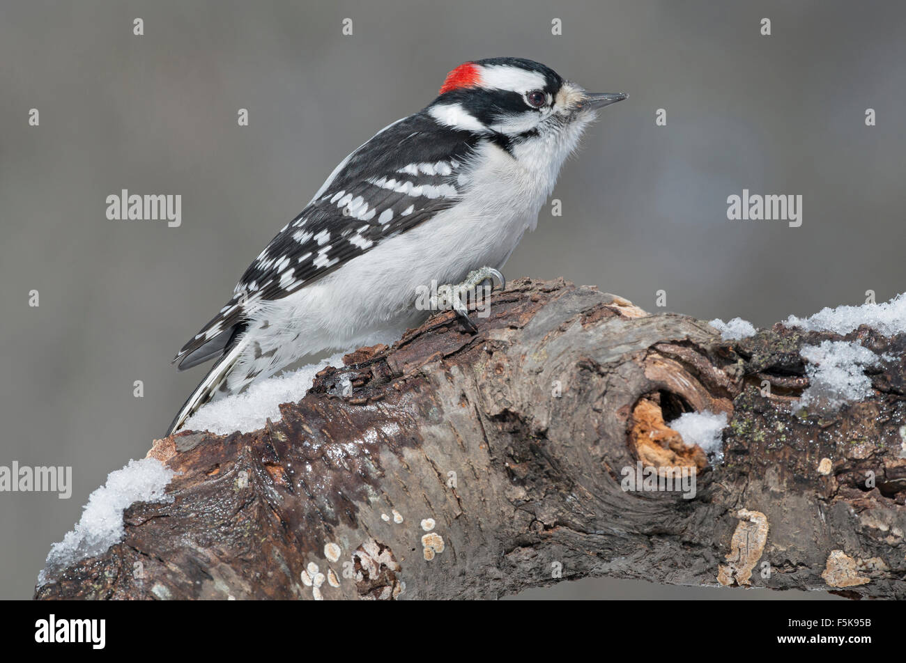 Downy Woodpecker (Dryobates pubescens) on dead tree limb, E USA Stock Photo