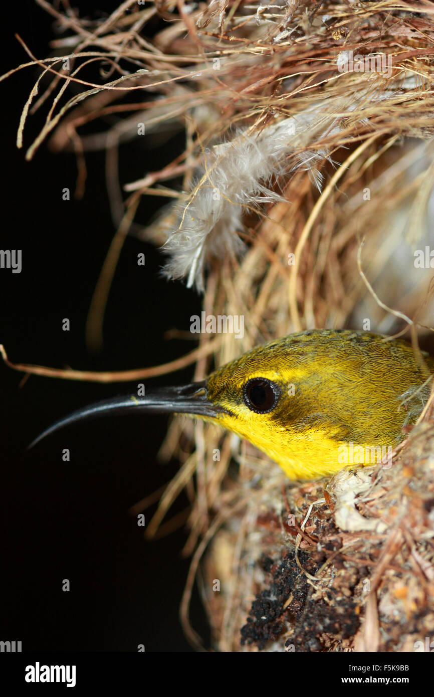 Australian bird nest hires stock photography and images Alamy
