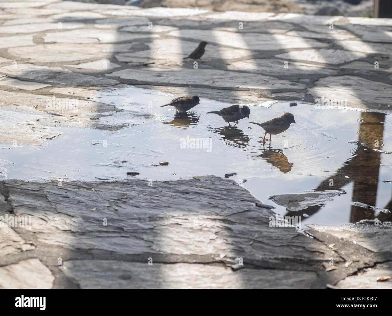 Sparrows bathing in a puddle Stock Photo