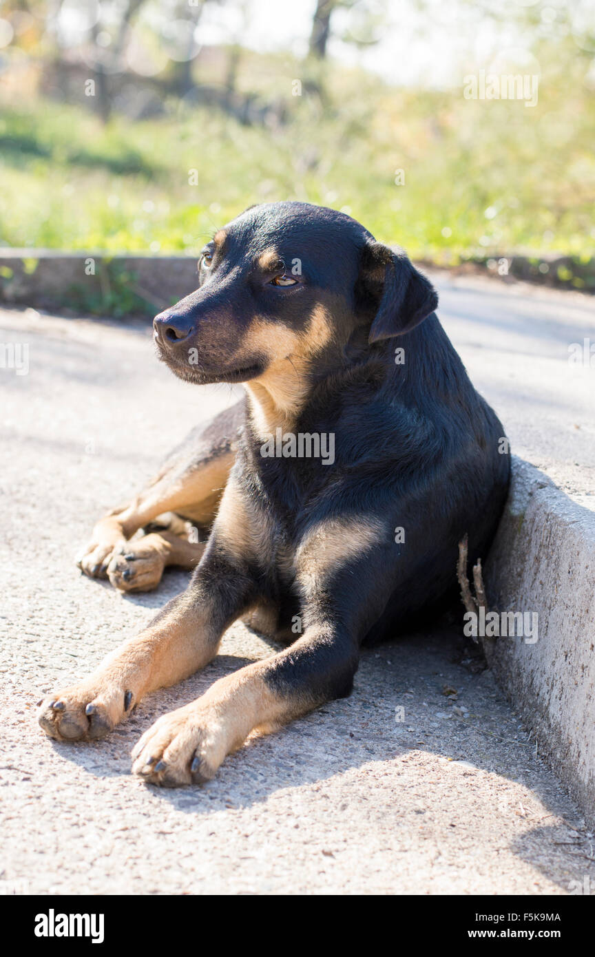 Black mix breed dog lying on the staircase in the park on the sun Stock Photo