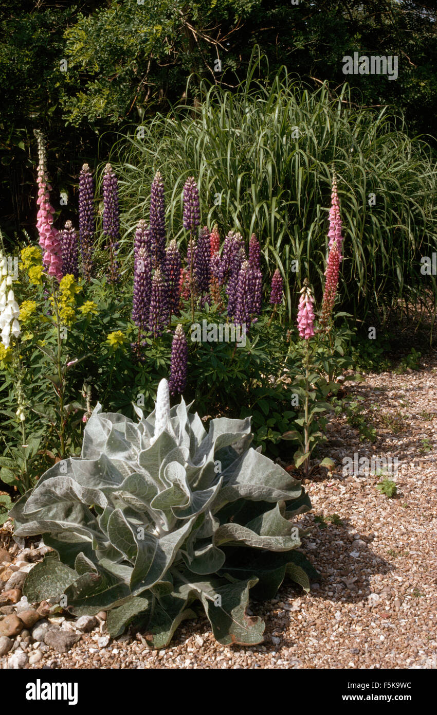 Grey leaved Verbascum with purple lupins and pink foxgloves in gravel Stock Photo